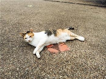 吉田直树已不在SE公司董事会名单中